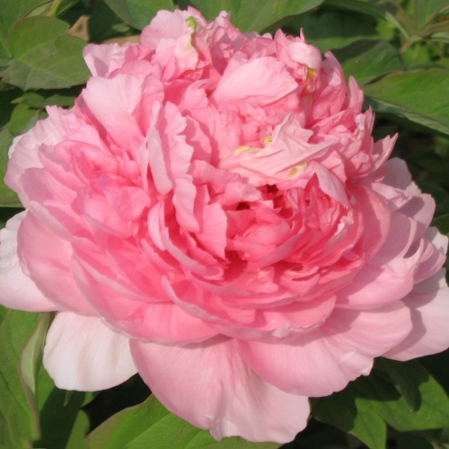 Пион ИМПЕРАТОРСКАЯ НАЛОЖНИЦА древовидный в Волковыске