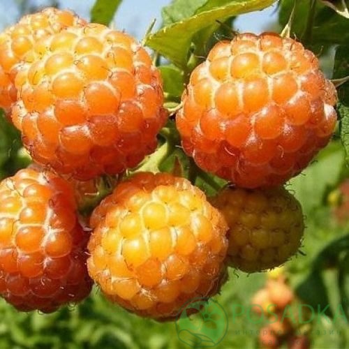 Малина КУМБЕРЛЕНД желтая в Волковыске