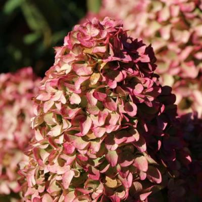 Мэджикал в Волковыске