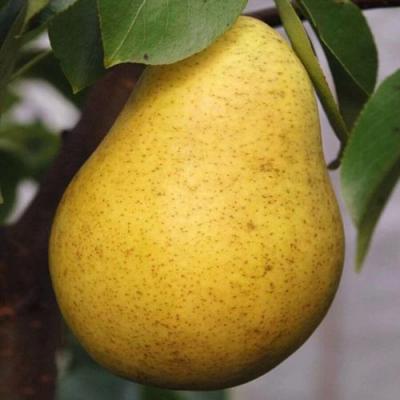 Крупная в Волковыске