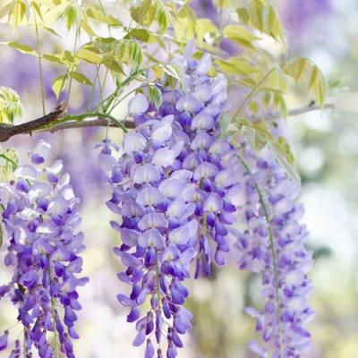 Глициния в Волковыске