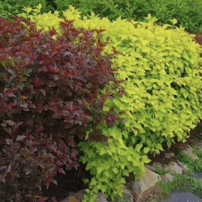 Калинолистный в Волковыске