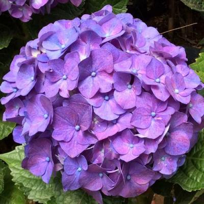 Фиолетовая в Волковыске