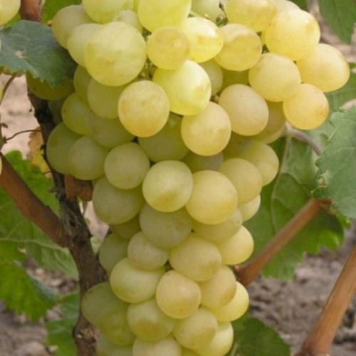 виноград августин