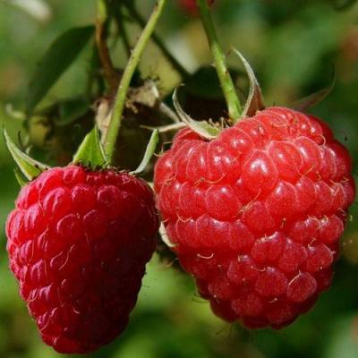 Кустовая в Волковыске