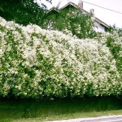 Фаллопия в Волковыске