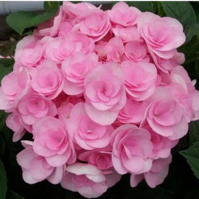 Махровая в Волковыске