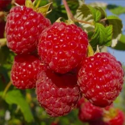 Ранняя в Волковыске