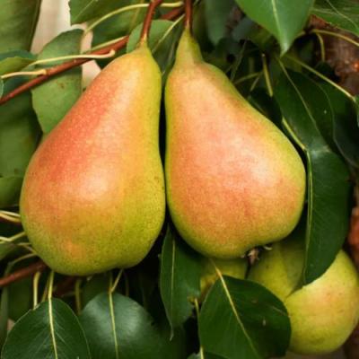 Сладкая в Волковыске