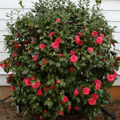 Камелия в Волковыске