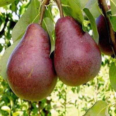 Красная в Волковыске