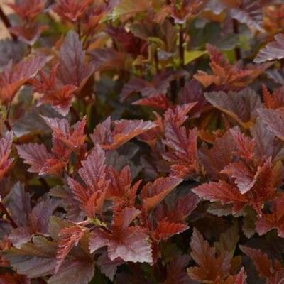 Красный в Волковыске