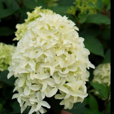 Средние в Волковыске