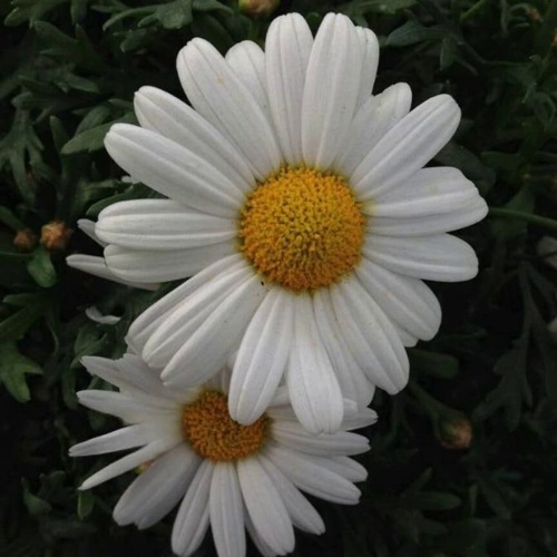 Нивяник АРТИК СНОУ великолепный в Волковыске