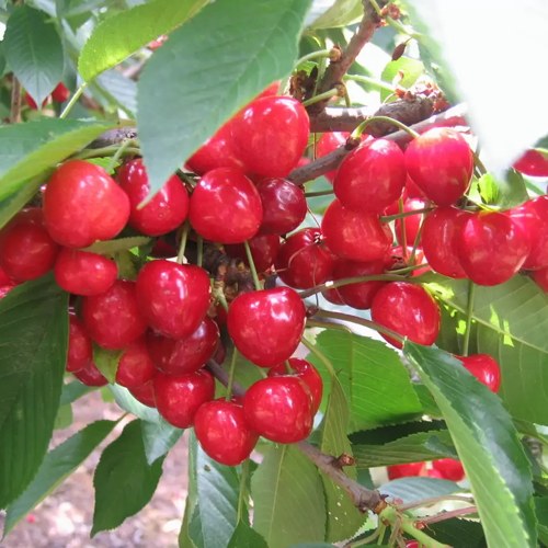 саженцы красной черешни.jpg