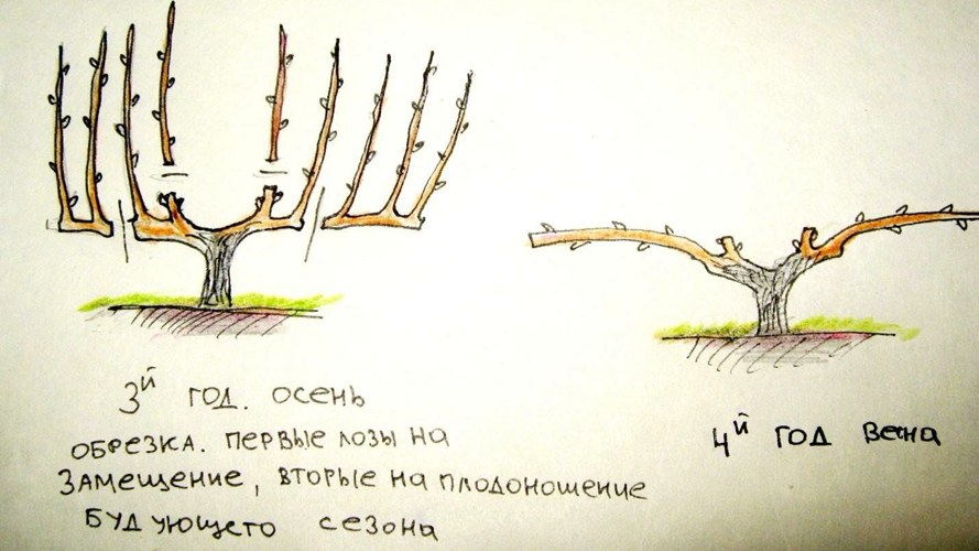 Формировка по системе Гюйо.jpg