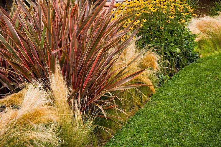 Многолетние растения.jpeg