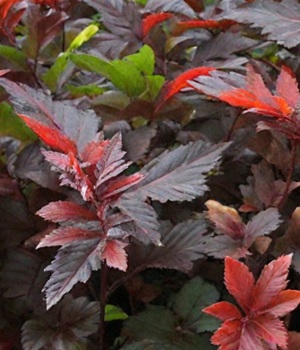 Пузыреплодник РЕД БАРОН (Red Baron) листва.jpg