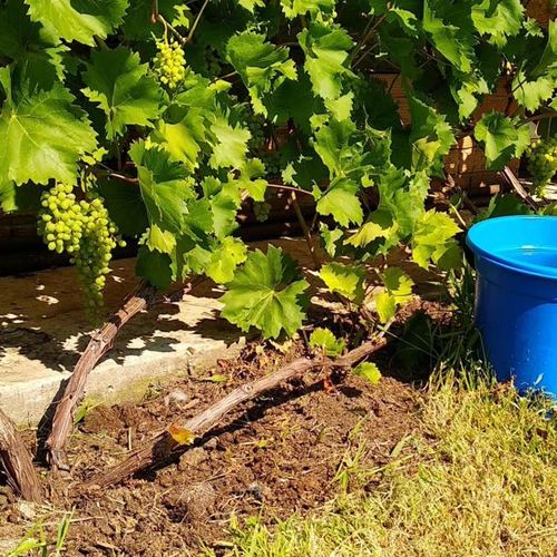 полив и подкормка винограда.jpg