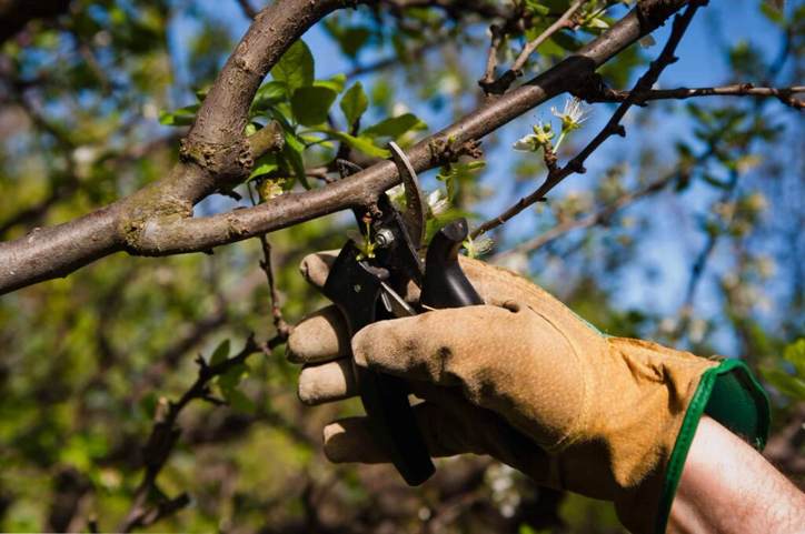 Обновление кроны вишни и черешни обрезка.jpg