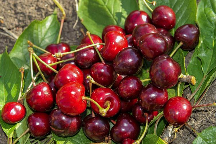 Ранние сорта черешни.jpg