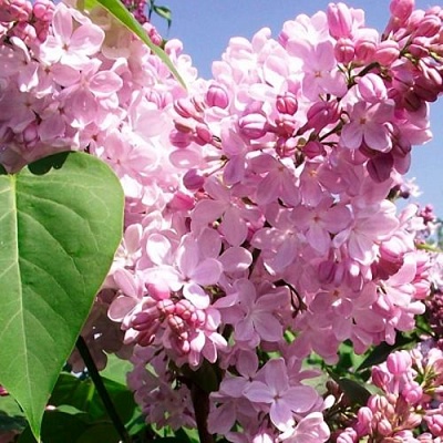 Сирень АДЕЛИНА в Волковыске