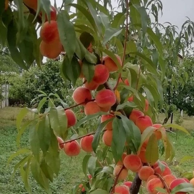 Персик ВУЛКАН в Волковыске