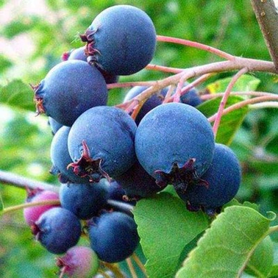 Ирга ПЕМБИНА в Волковыске