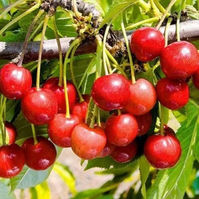 Черешня БРЯНСКАЯ РОЗОВАЯ в Волковыске