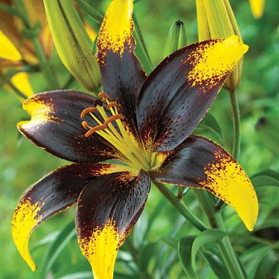 саженцы лилии Лайон Харт