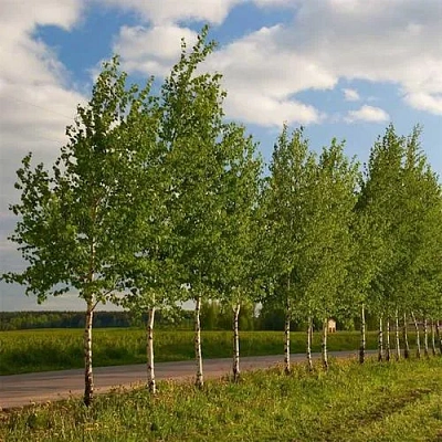 Береза обыкновенная в Волковыске