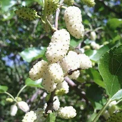 Шелковица БЕЛАЯ МЕДОВАЯ в Волковыске