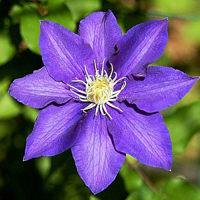 Клематис ЗЕ ПРЕЗИДЕНТ в Волковыске