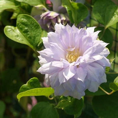 Клематис БЕЛЬ ОФ ВОРКИНГ в Волковыске