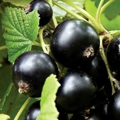 Смородина чёрная ЛЕНТЯЙ в Волковыске
