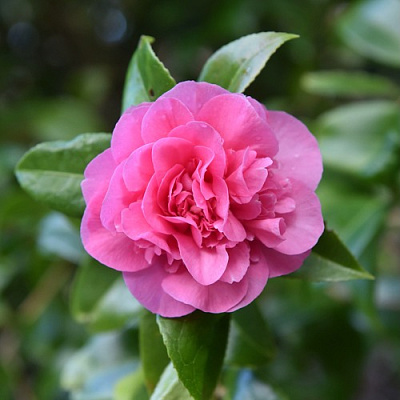 Камелия ДЕББИ в Волковыске