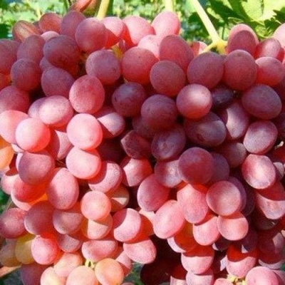 Виноград КИШМИШ КРАСНЫЙ в Волковыске