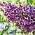 Сирень СЕНСАЦИЯ (привитая) в Волковыске