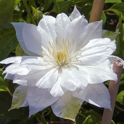 Клематис ДАЧЕСС ОФ ЭДИНБУРГ в Волковыске