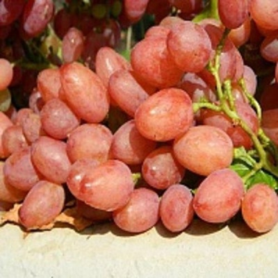 Виноград КИШМИШ ЛУЧИСТЫЙ в Волковыске