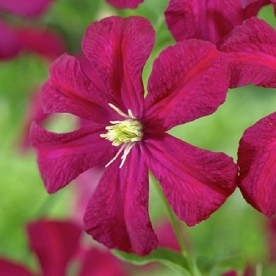 Клематис МАДАМ ДЖУЛИЯ КОРРЕВОН в Волковыске