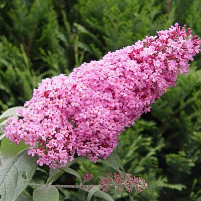 Буддлея давида ПИНК ДЕЛАЙТ в Волковыске