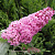 Буддлея давида ПИНК ДЕЛАЙТ в Волковыске