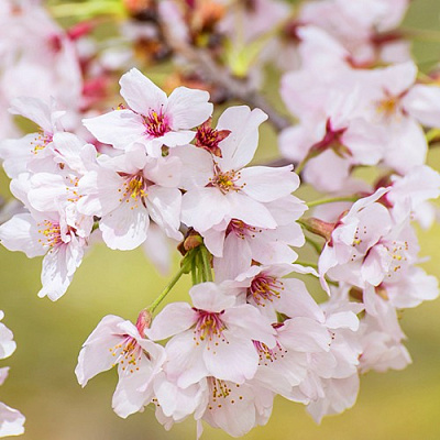 Сакура КОЙО НО МАЙ в Волковыске