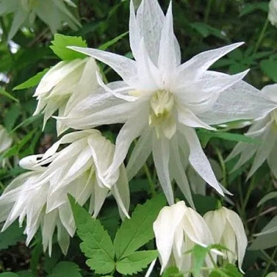 Княжик АЛЬБИНА ПЛЕНА белый махровый в Волковыске