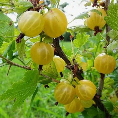 Крыжовник АЛТАЙСКИЙ в Волковыске