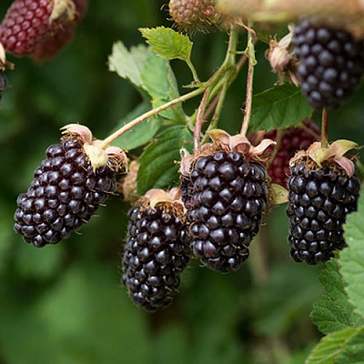 Ежемалина БОЙСЕНБЕРРИ в Волковыске