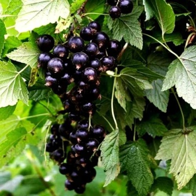 Смородина чёрная БЕЛОРУССКАЯ СЛАДКАЯ в Волковыске