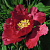 Пион КРАСНЫЙ ЛОТОС древовидный в Волковыске