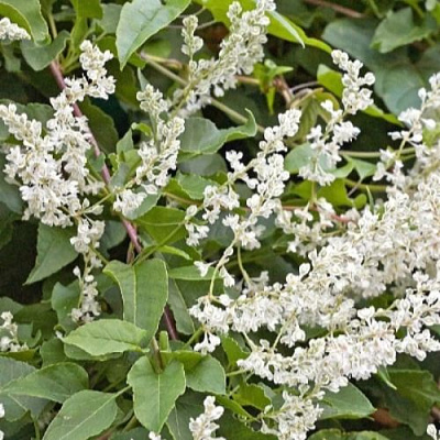 Фаллопия АУБЕРТА в Волковыске